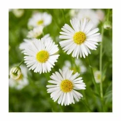Erigeron karvinskianus 'Sea of Blossom' | 3L Pot