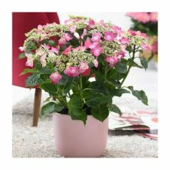 40cm Hydrangea macrophylla 'Teller Pink' | 5L Pot