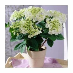 40cm Hydrangea macrophylla 'Teller White' | 5L Pot