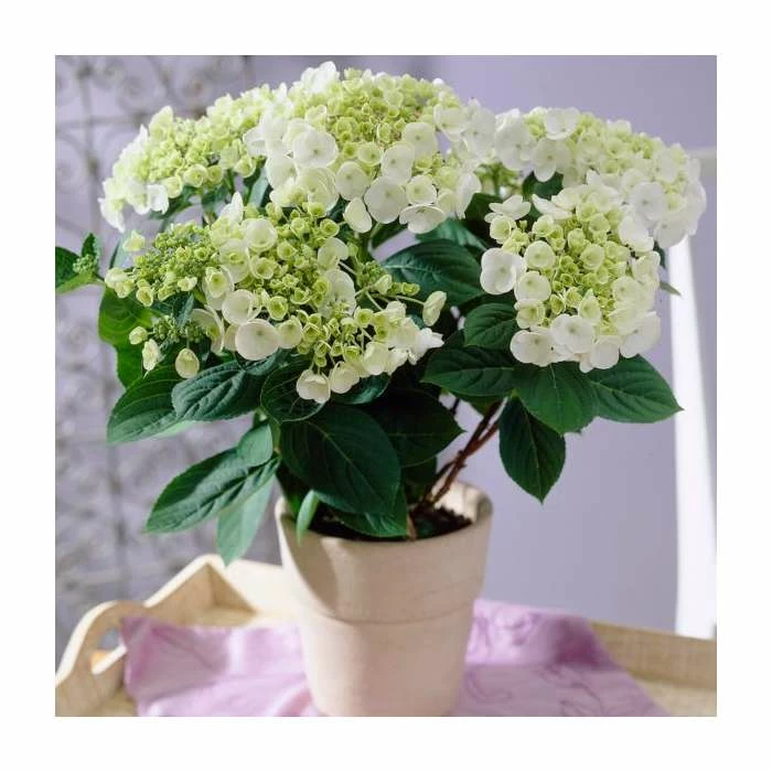 40cm Hydrangea macrophylla 'Teller White' | 5L Pot