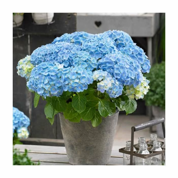 Hydrangea Forever & Ever 'Light Blue' | 5L Pot
