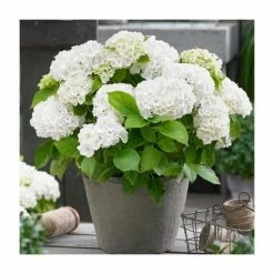 Hydrangea Forever & Ever 'White' | 5L Pot