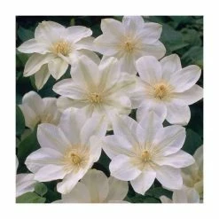 50-90cm Clematis 'Guernsey Cream' | 3L Pot