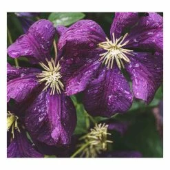 50-90cm Clematis Viticella 'Etoile Violette' | 3L Pot