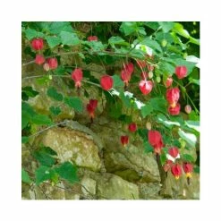 50-90cm Trailing Abutilon | Abutilon Megapotamicum | 3L Pot
