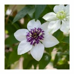 50-90cm Clematis Florida 'Sieboldii' | 3L Pot
