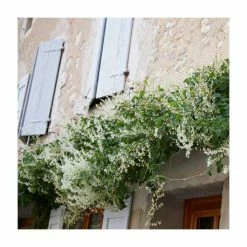 50-90cm Russian Vine | Fallopia Baldschuanicum | Polygonum | 3L Pot