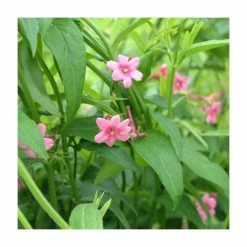 50-90cm Red Jasmine | Jasmine Beesianum | 3L Pot