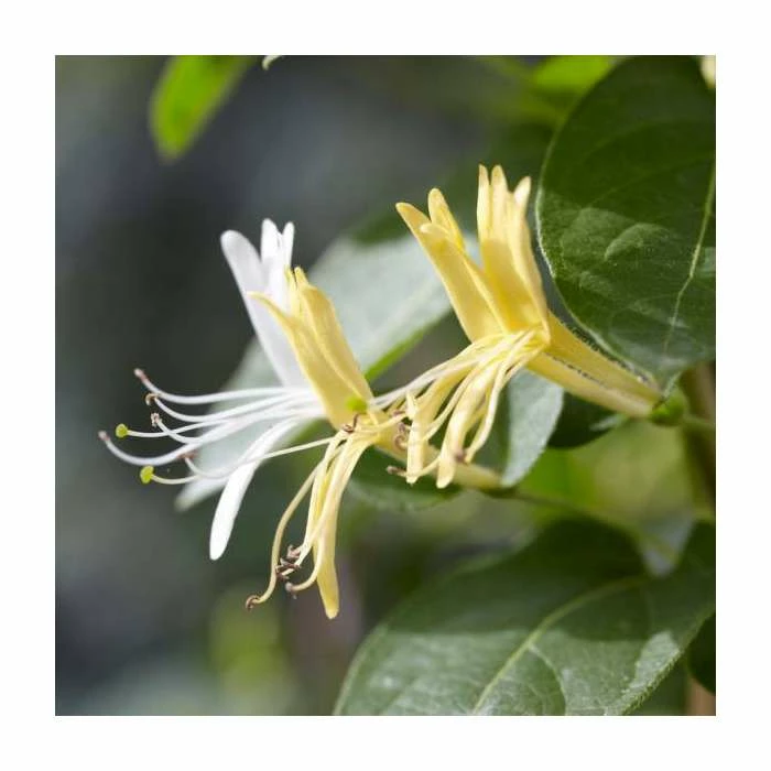 50-90cm Lonicera Japonica 'Hall's Prolific' | 3L Pot - Image 3