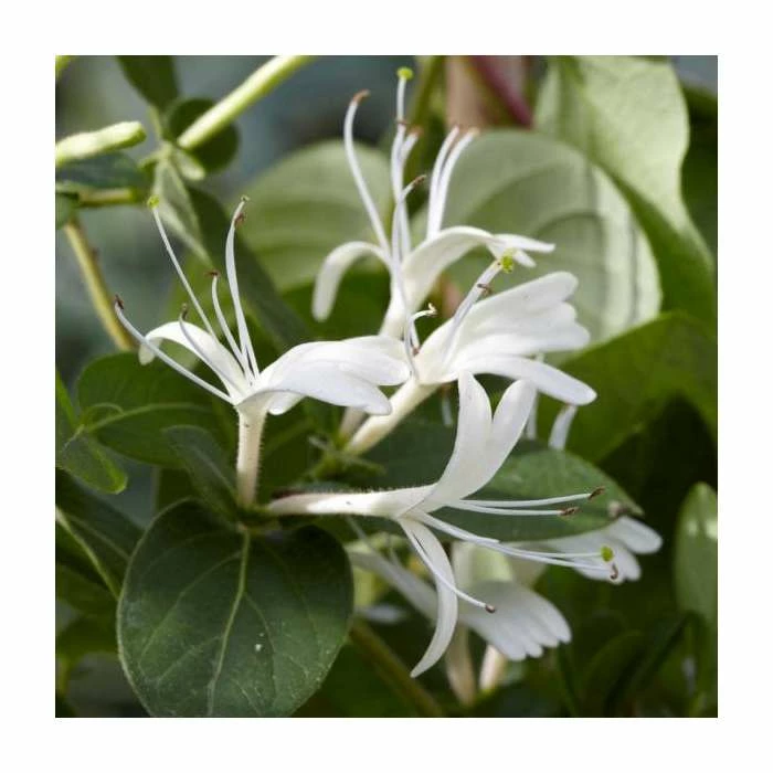 50-90cm Lonicera Japonica 'Hall's Prolific' | 3L Pot - Image 2