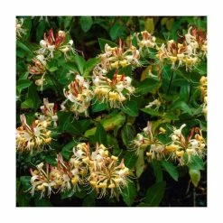 50-90cm Lonicera japonica 'Henryi' | 3L Pot