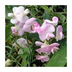 50-90cm Lathyrus latifolius 'Pink' | Everlasting Sweet Pea | 3L Pot
