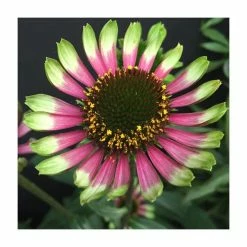 Echinacea 'Choco Green' | 13cm Pot